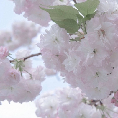 和平福瑞交流群